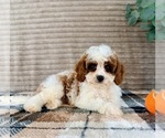 Small Cavapoo (Miniature)