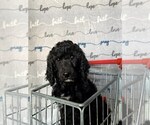 Small Photo #2 Poodle (Standard) Puppy For Sale in PHOENIX, AZ, USA
