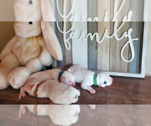 Dogo Argentino Puppy for sale in BELGRADE, ME, USA