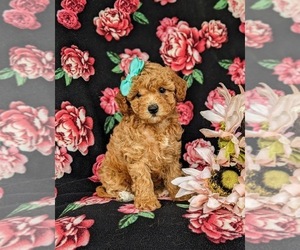 Cavapoo Puppy for sale in LINCOLN UNIVERSITY, PA, USA