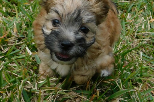 Medium Photo #7 Morkie Puppy For Sale in ORLANDO, FL, USA