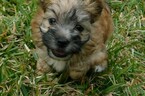 Small Photo #7 Morkie Puppy For Sale in ORLANDO, FL, USA