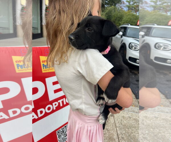 Medium Photo #4 Labrador Retriever-Unknown Mix Puppy For Sale in The Woodlands, TX, USA