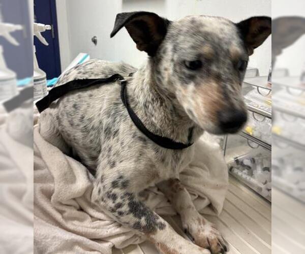 Medium Photo #1 Dachshund-Unknown Mix Puppy For Sale in Bakersfield, CA, USA