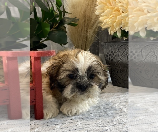 Medium Photo #5 Shih Tzu Puppy For Sale in CANOGA, NY, USA