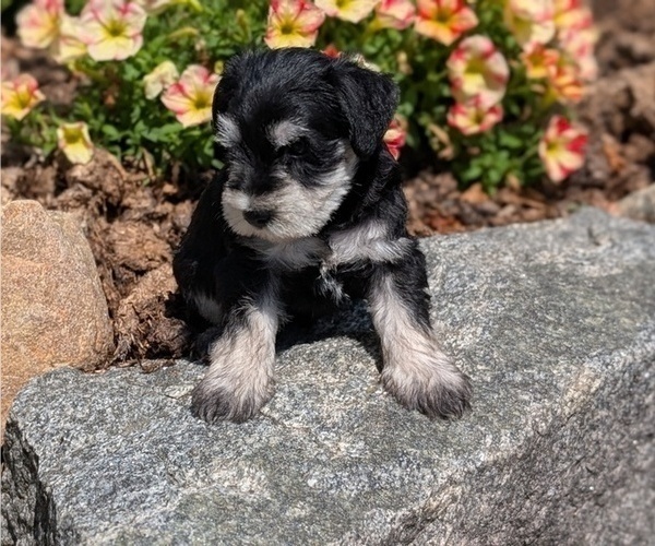 Medium Photo #10 Schnauzer (Miniature) Puppy For Sale in GOSHEN, IN, USA