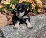Small #8 Schnauzer (Miniature)