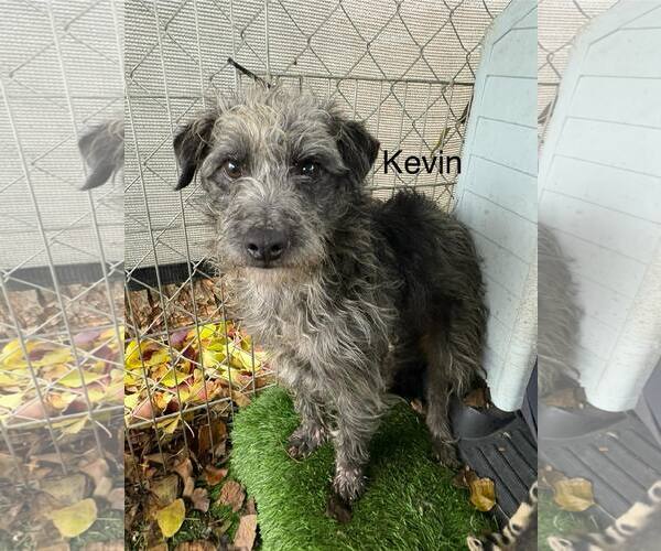 Medium Photo #1 Mutt Puppy For Sale in Turlock, CA, USA