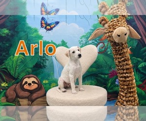 Mutt Dogs for adoption in Marine City, MI, USA