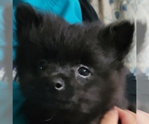 Pomeranian Puppy for sale in ASHEBORO, NC, USA