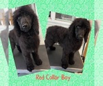 Small Photo #3 Poodle (Standard) Puppy For Sale in WILSONVILLE, OR, USA