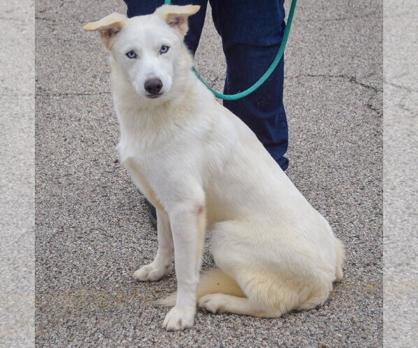 Medium Photo #2 Gerberian Shepsky Puppy For Sale in Huntley, IL, USA