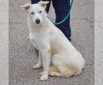 Small #1 Gerberian Shepsky