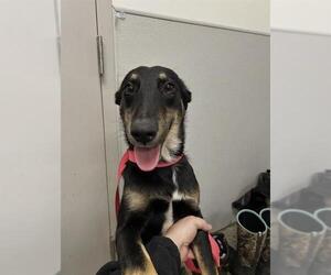 German Shepherd Dog-Unknown Mix Dogs for adoption in Rosenberg, TX, USA