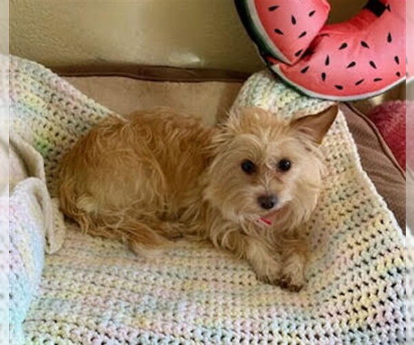 Medium Photo #1 Mutt Puppy For Sale in Las Vegas, NV, USA