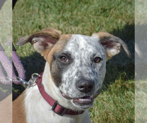 Medium Photo #3 American Staffordshire Terrier-Boxer Mix Puppy For Sale in Huntley, IL, USA