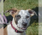 Small #2 American Staffordshire Terrier-Boxer Mix