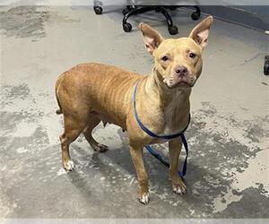 American Staffordshire Terrier-Unknown Mix Dogs for adoption in Tallahassee, FL, USA