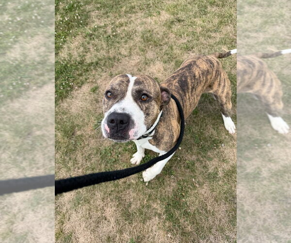 Medium Photo #2 American Staffordshire Terrier Puppy For Sale in Pierceton , IN, USA