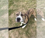 Small #1 American Staffordshire Terrier