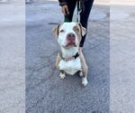 Small #14 American Staffordshire Terrier Mix