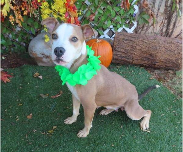 Medium Photo #1 American Pit Bull Terrier-Unknown Mix Puppy For Sale in Oklahoma City, OK, USA