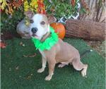 Small American Pit Bull Terrier Mix