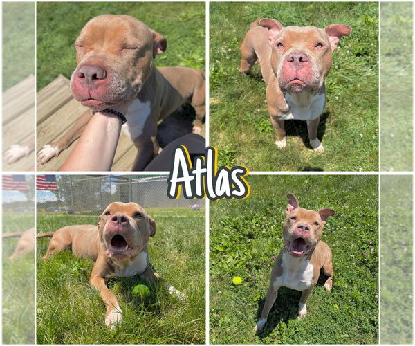 Medium Photo #1 American Staffordshire Terrier Puppy For Sale in Pierceton , IN, USA