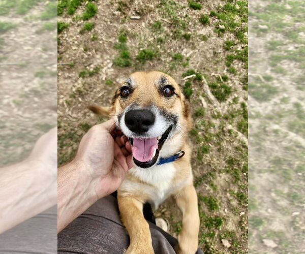 Medium Photo #4 Mutt Puppy For Sale in Boston, MA, USA