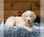 Small #4 Goldendoodle