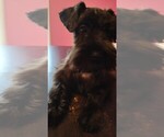 Small #8 Schnauzer (Miniature)