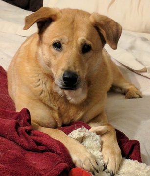 Medium Photo #1 Labrador Retriever-Unknown Mix Puppy For Sale in BALTIMORE, MD, USA