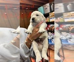Small Photo #12 Golden Retriever Puppy For Sale in BOILING SPGS, SC, USA