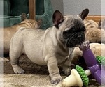 Small Photo #13 French Bulldog Puppy For Sale in BOLIVAR, MO, USA