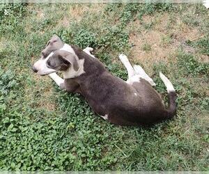 American Staffordshire Terrier Dogs for adoption in San Antonio, TX, USA