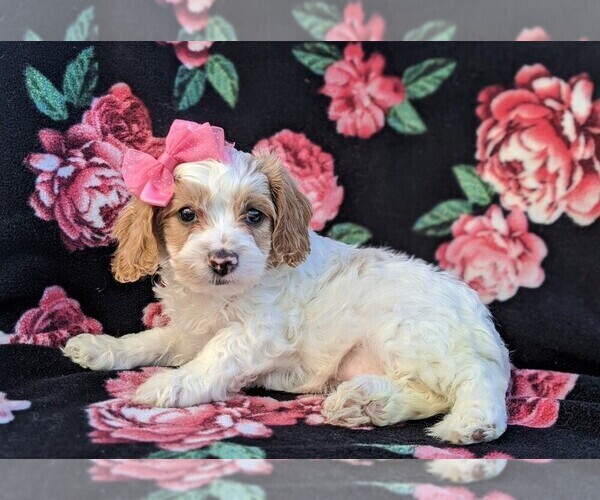 Medium Photo #4 Cavachon-Poodle (Miniature) Mix Puppy For Sale in BIRD IN HAND, PA, USA