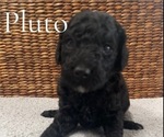 Puppy Pluto Poodle (Miniature)