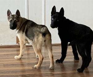 German Shepherd Dog-Siberian Husky Mix Puppy for sale in ASHEVILLE, NC, USA