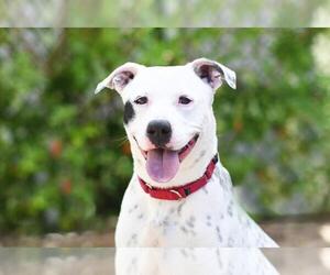 Dalmatian-Unknown Mix Dogs for adoption in Tavares, FL, USA