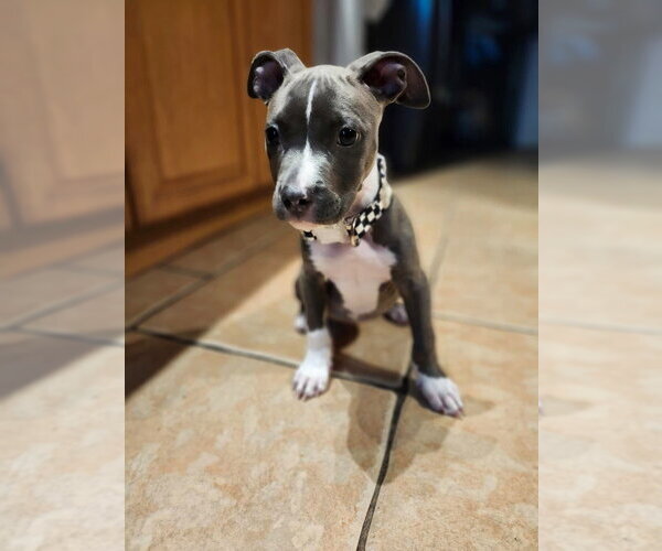 Medium Photo #1 American Pit Bull Terrier-Unknown Mix Puppy For Sale in Oakland Park , FL, USA