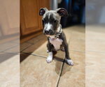 Small American Pit Bull Terrier Mix