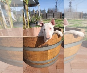 Bull Terrier Puppy for sale in ATWATER, CA, USA