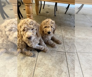 Labradoodle Puppy for sale in CONCORD, CA, USA