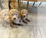Small Labradoodle