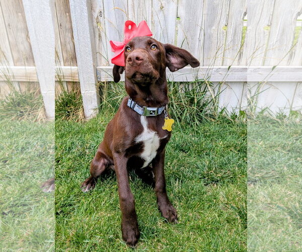 Medium Photo #5 Labrador Retriever-Unknown Mix Puppy For Sale in Sandy, UT, USA