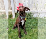 Small #4 Labrador Retriever Mix