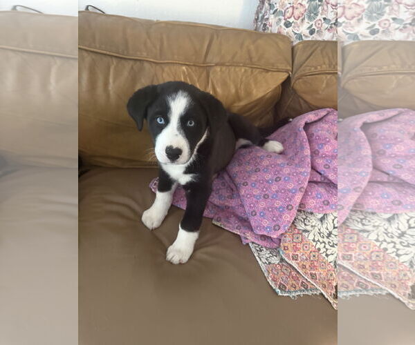 Medium Photo #4 Scottish Collisky Puppy For Sale in Littleton, CO, USA