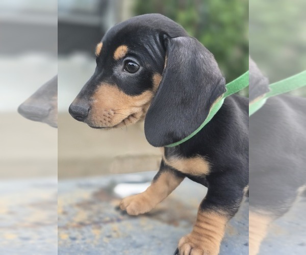 Medium Photo #23 Dachshund Puppy For Sale in CHOCTAW, OK, USA