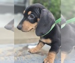 Small #6 Dachshund