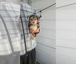 Small Photo #43 Yorkshire Terrier Puppy For Sale in BENSON, NC, USA